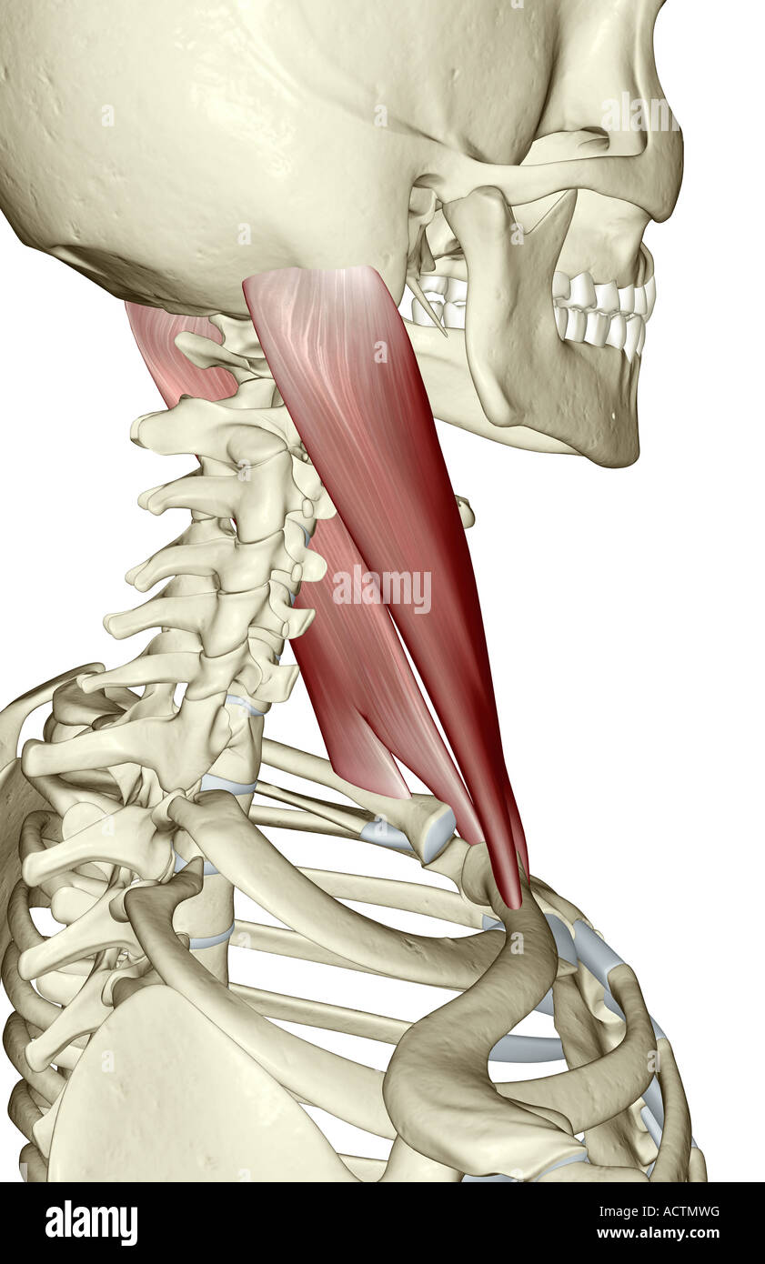 Le muscle sternocléidomastoïdien Photo Stock Alamy