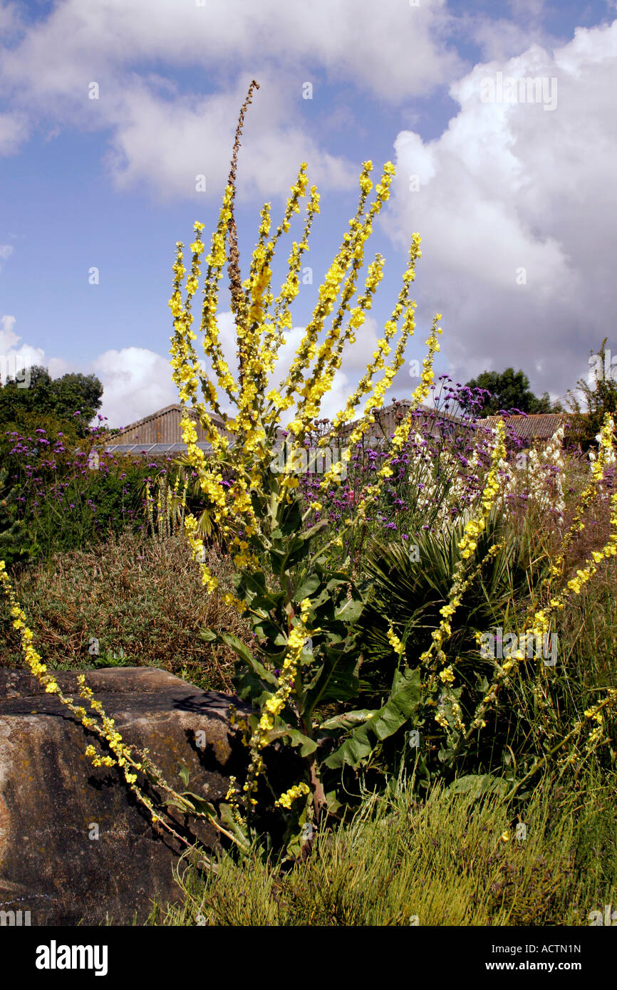 VERBASCUM. CELSIA. MULLEIN. Banque D'Images