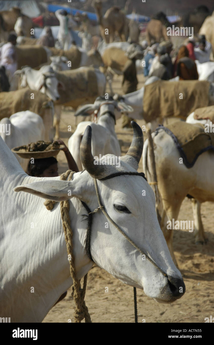 Tête d'une vache blanche et beaucoup d'autres vaches au marché de Karauli Rajasthan Inde Banque D'Images