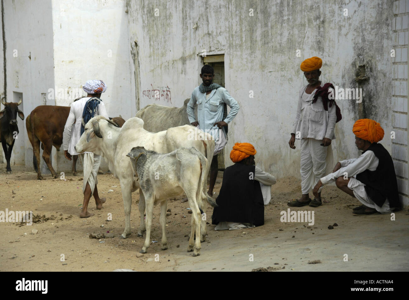 Hommes portant le turban orange indien avec des vaches sacrées à un mur de la maison blanche Pushkar Rajasthan Inde Banque D'Images