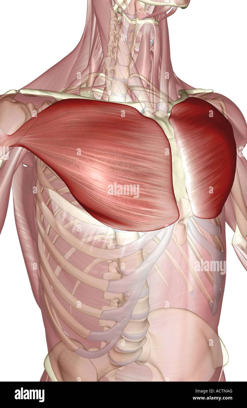 Pectoralis major muscle Banque de photographies et d’images à haute — free download