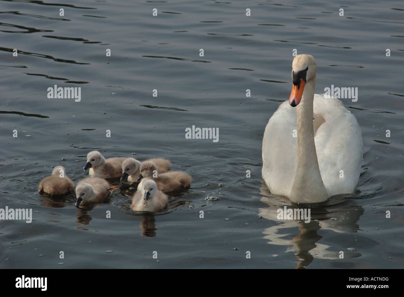 Des profils Cygne muet (Cygnus olor) Nager sur un lac d'eau douce avec ses jeunes. Banque D'Images