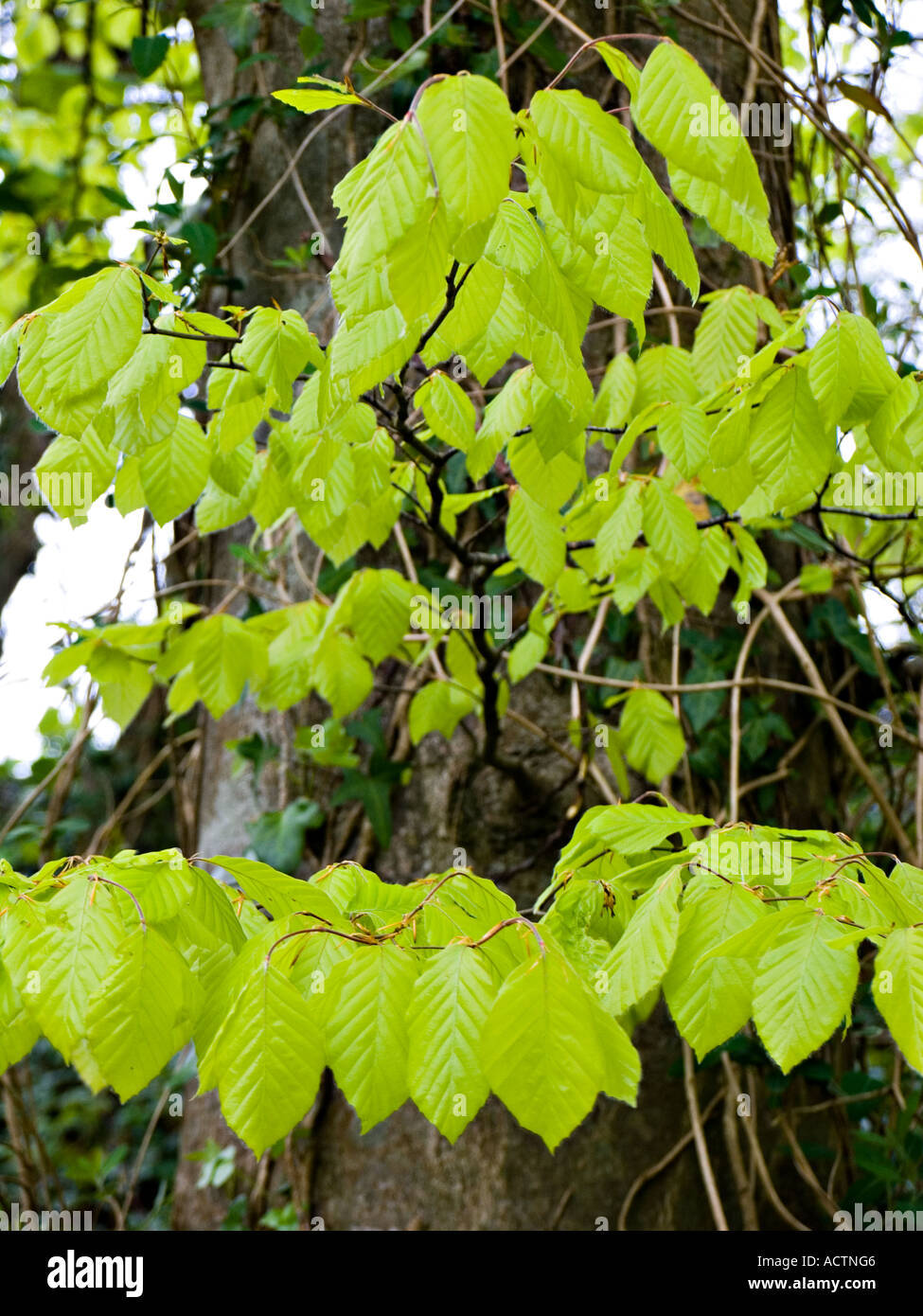 De nouvelles feuilles de hêtre. Devon. UK Banque D'Images