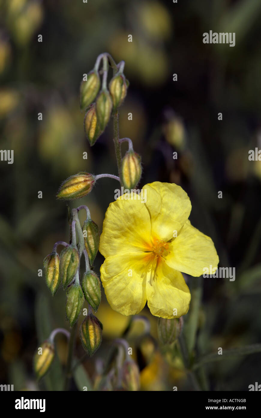Les bourgeons et fleurs jaune ciste ladanifère Banque D'Images