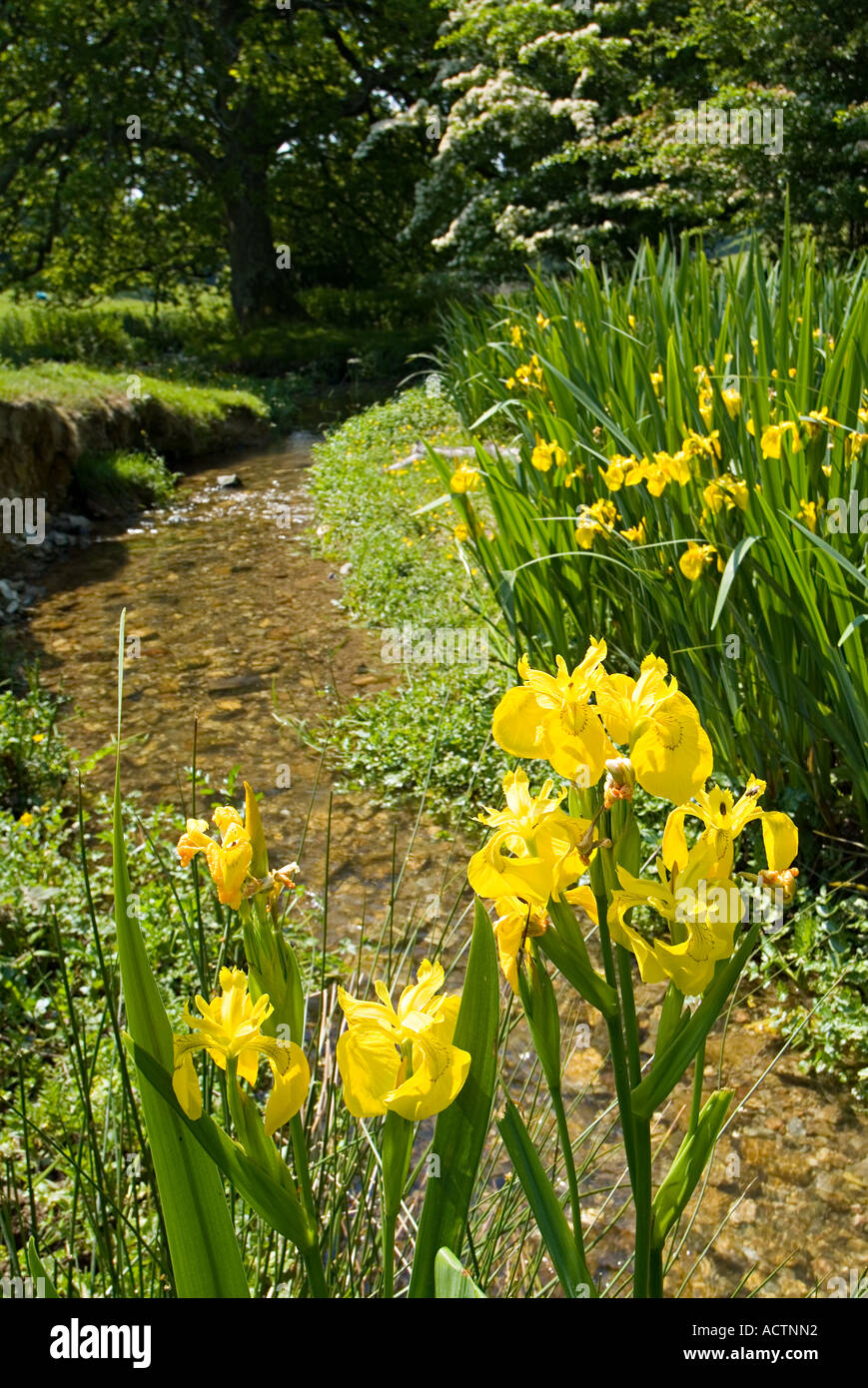 Iris jaune sauvage. Devon du Sud. ROYAUME-UNI Banque D'Images