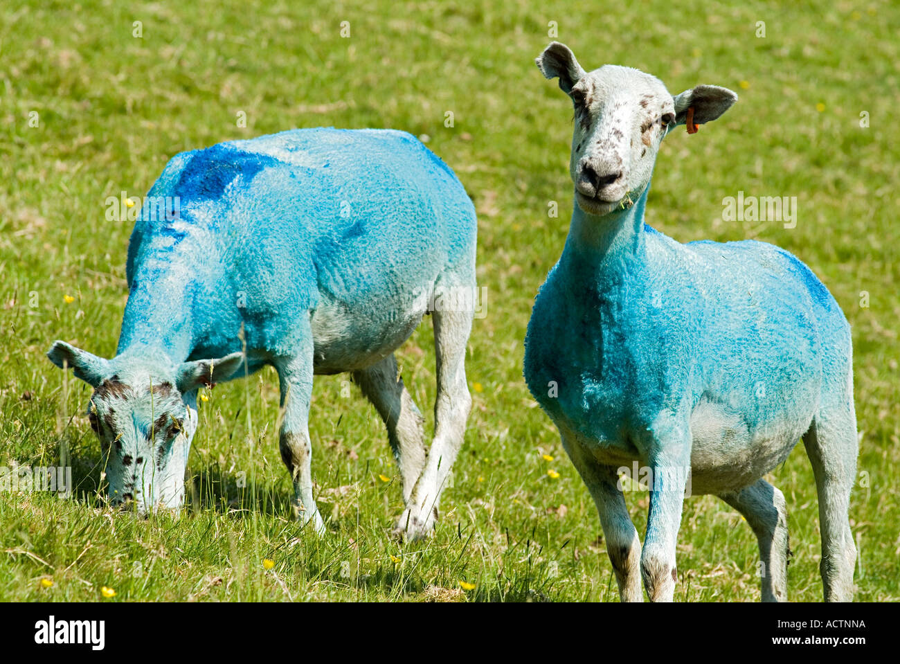 Moutons recouverts d'insecticide bleu versé pour la prévention et le  traitement de la blowfly. Devon. ROYAUME-UNI Photo Stock - Alamy