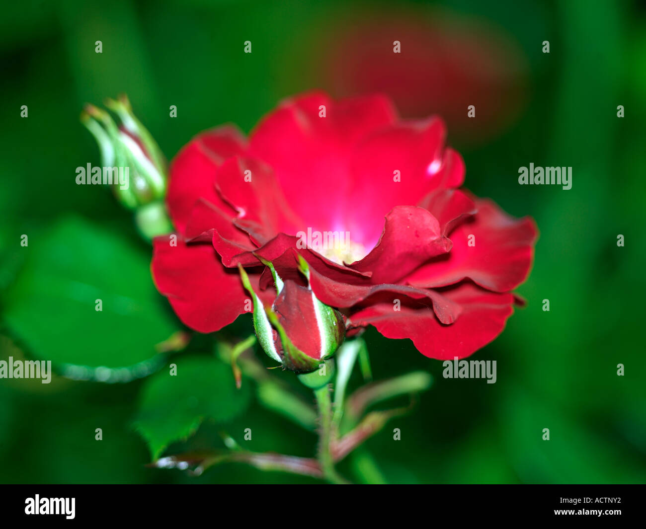 Rose rouge et les bourgeons Banque D'Images