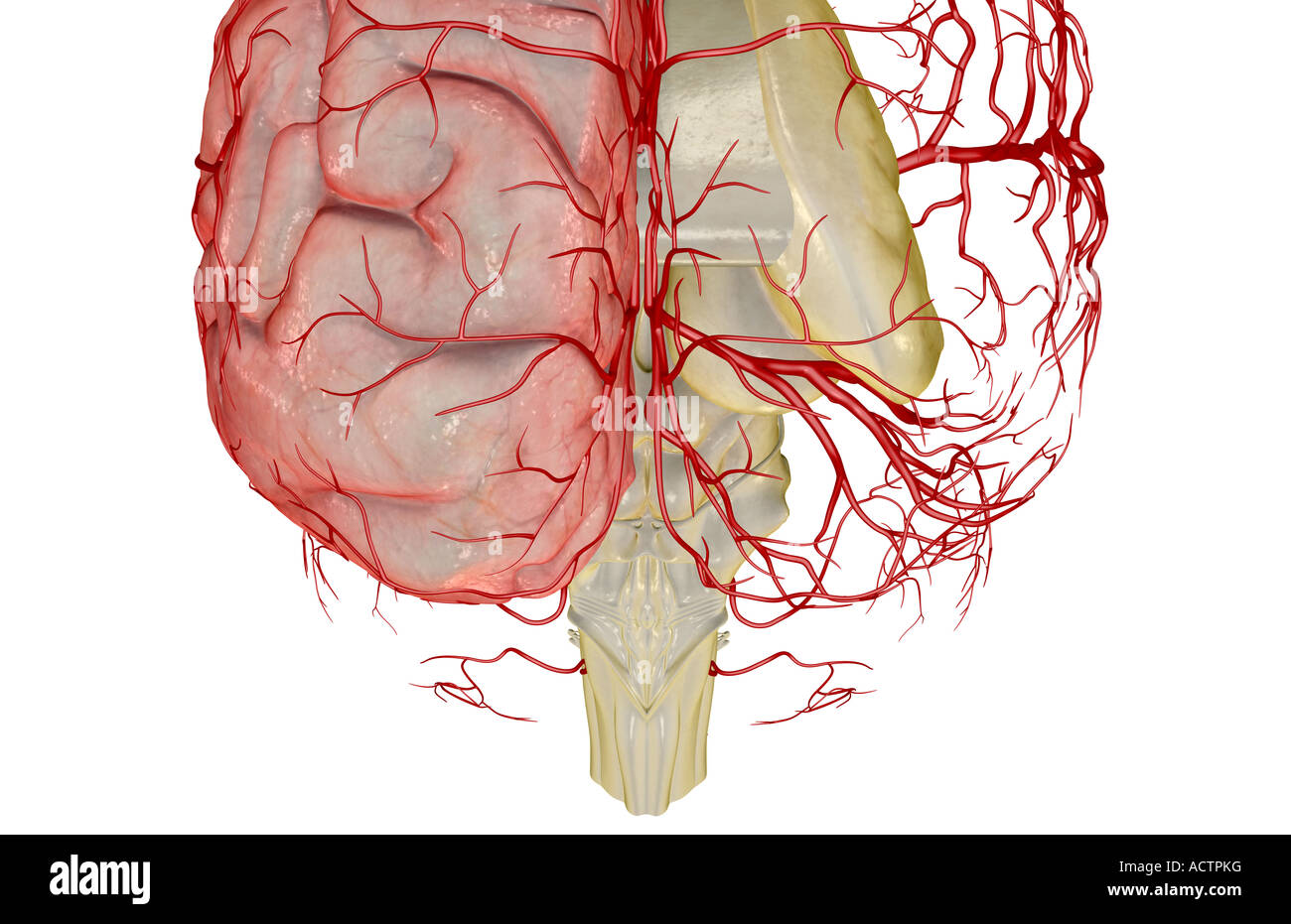 Les artères du cerveau Banque D'Images