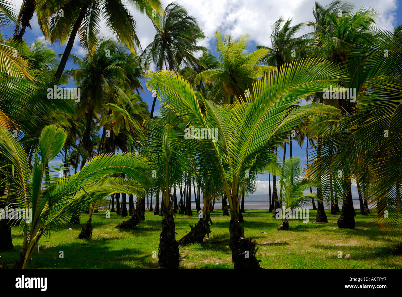 Royal Palms dans Kapuaiwa Coconut grove Molokai Island Hawaii Banque D'Images