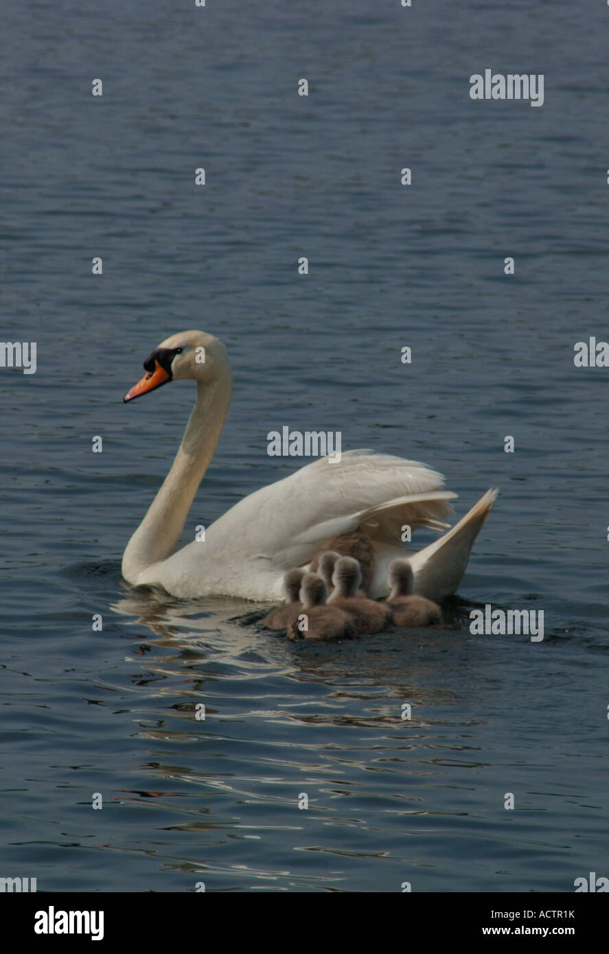 Des profils Cygne muet (Cygnus olor) Nager sur un lac d'eau douce avec ses jeunes.Avec une Cygnet l'attelage d'une ride sur sa mère en arrière. Banque D'Images