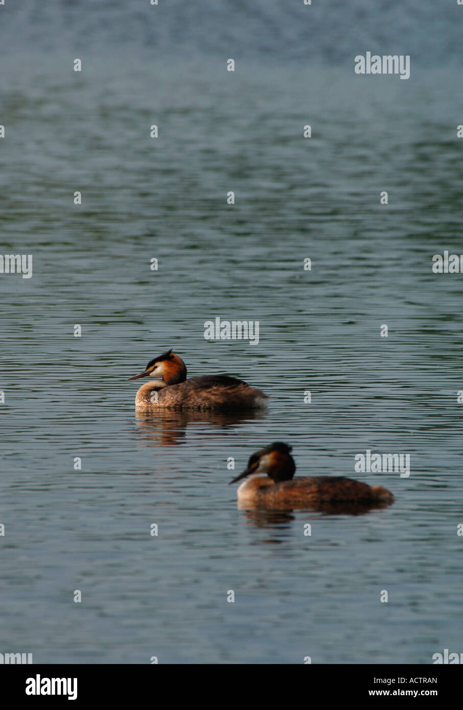 Une paire de grands grèbes huppés.(Podiceps cristatus). Banque D'Images