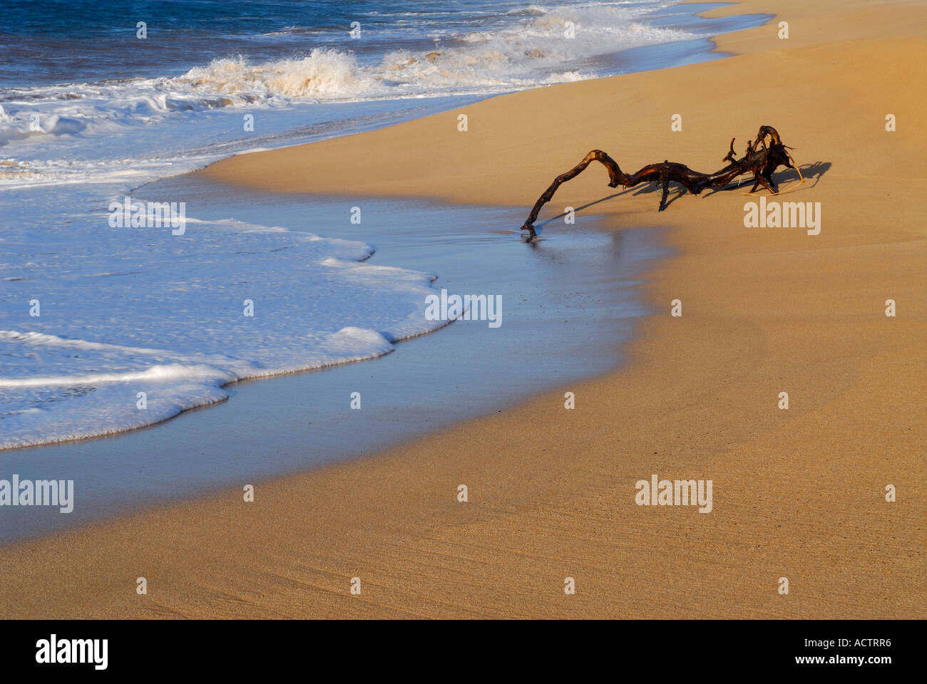 Driftwood comme araignée avec un pied dans l'eau sur les rives de la plage de Moomomi Banque D'Images