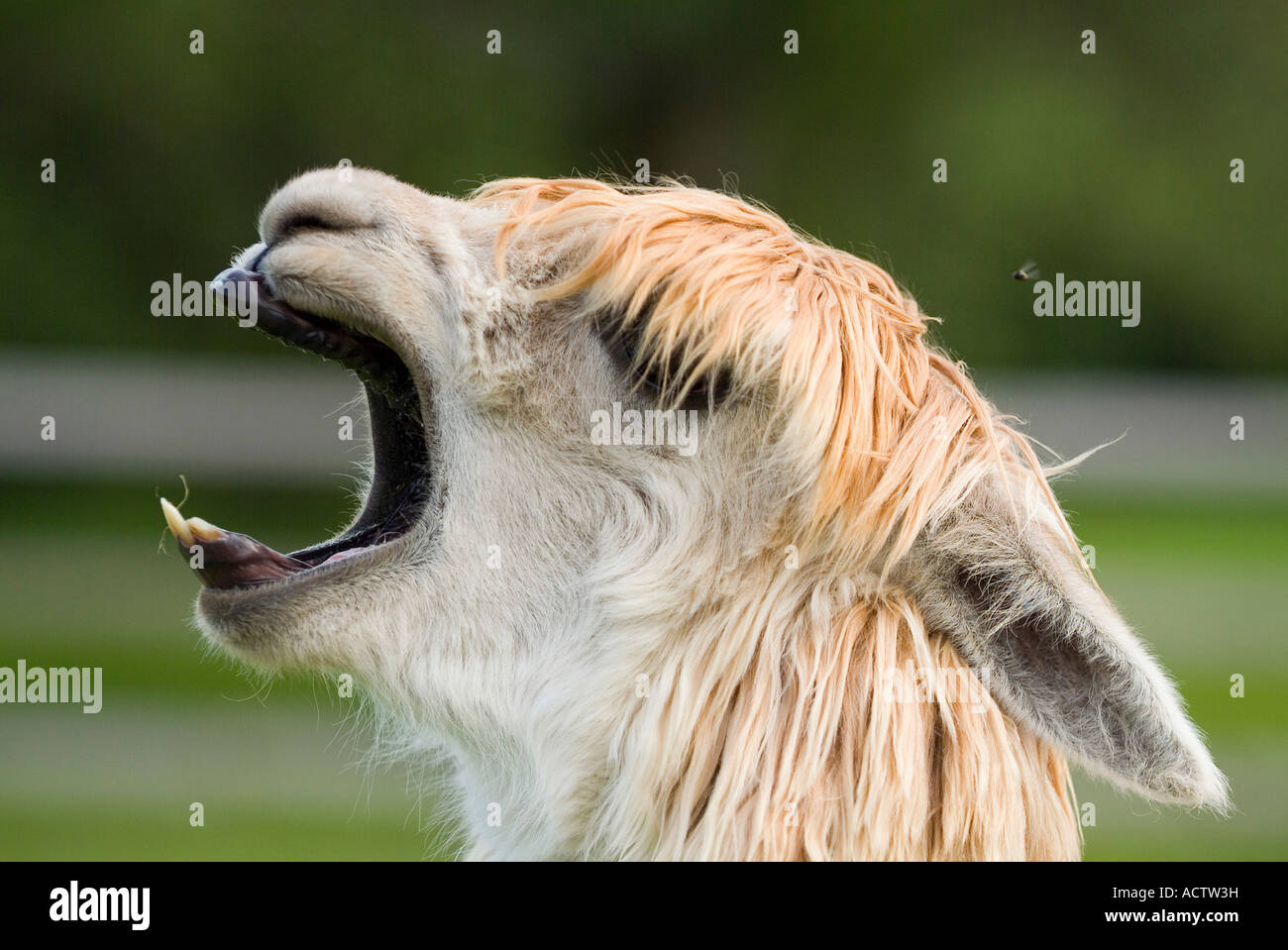 Lama Qui Rit Photo Stock Alamy Lama Qui Rit Photo Stock Alamy