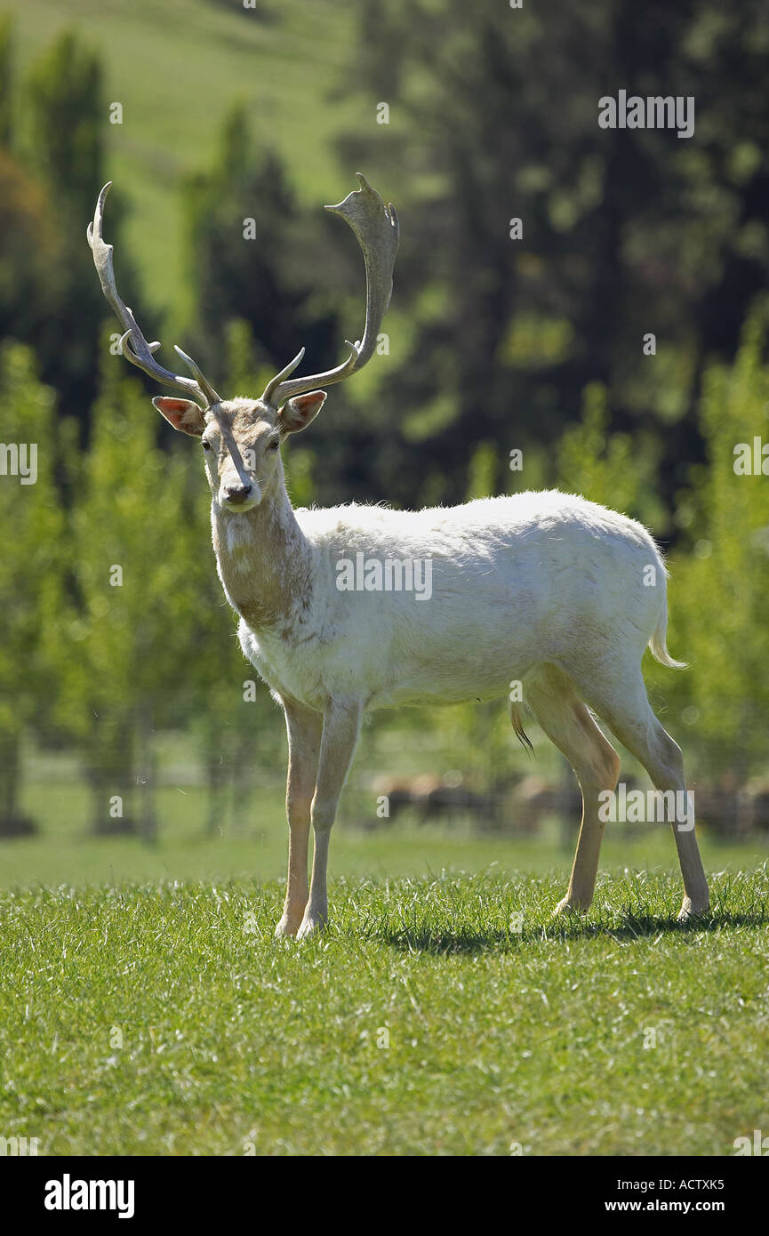 Le daim blanc près de Queenstown Otago ile sud Nouvelle Zelande Banque D'Images