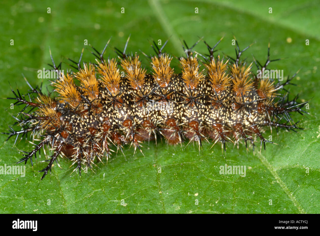 Buck Moth Caterpillar Hemileuca maia avec épines toxiques Banque D'Images