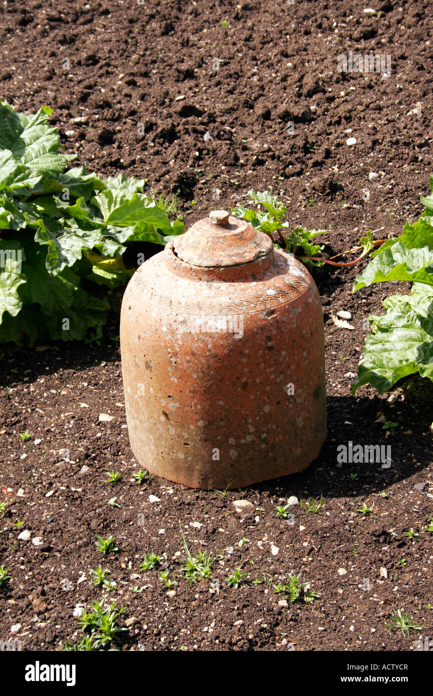 La rhubarbe victorien forçant les bocaux. Banque D'Images
