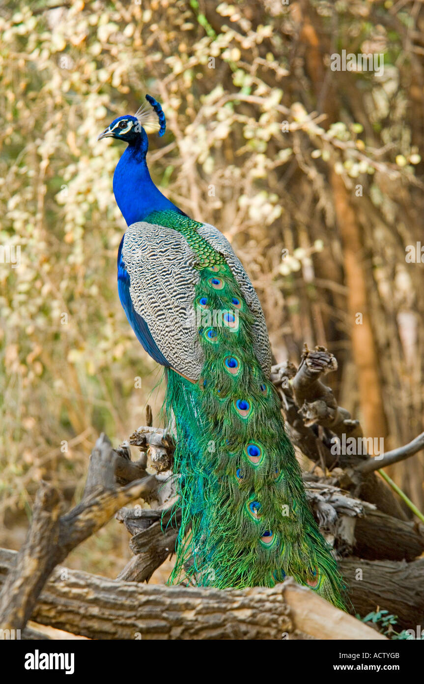 Loiseau National De Linde Le Paon Pavo Cristatus