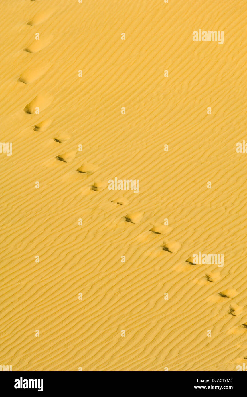 Une ligne diagonale d'empreintes de fait dans le sable des dunes dans le désert de Thar. Banque D'Images
