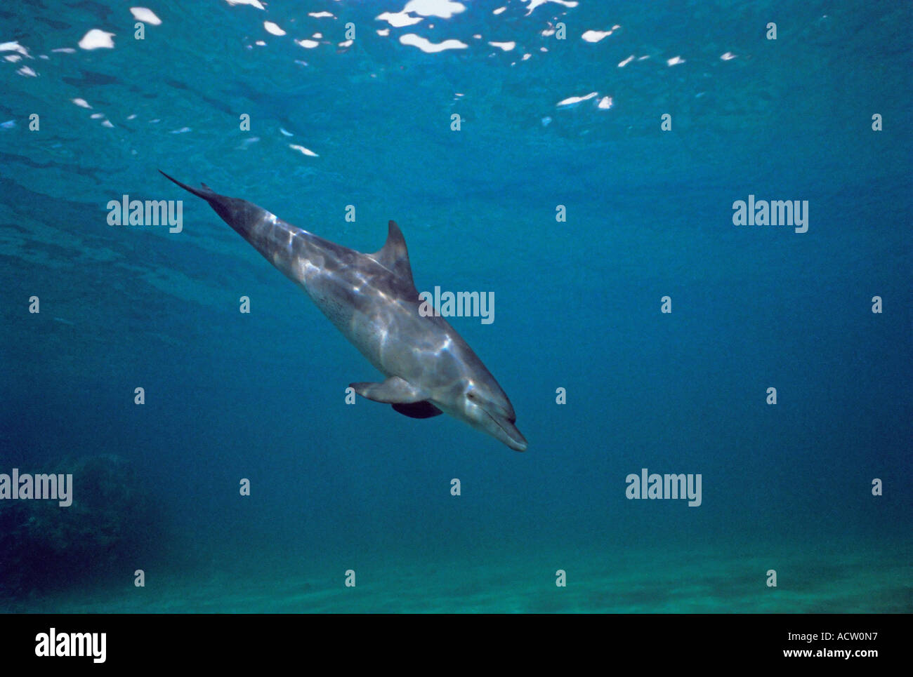 Un grand angle de visualisation d'un grand dauphin (Tursiops tronque) sur un fond bleu. Banque D'Images