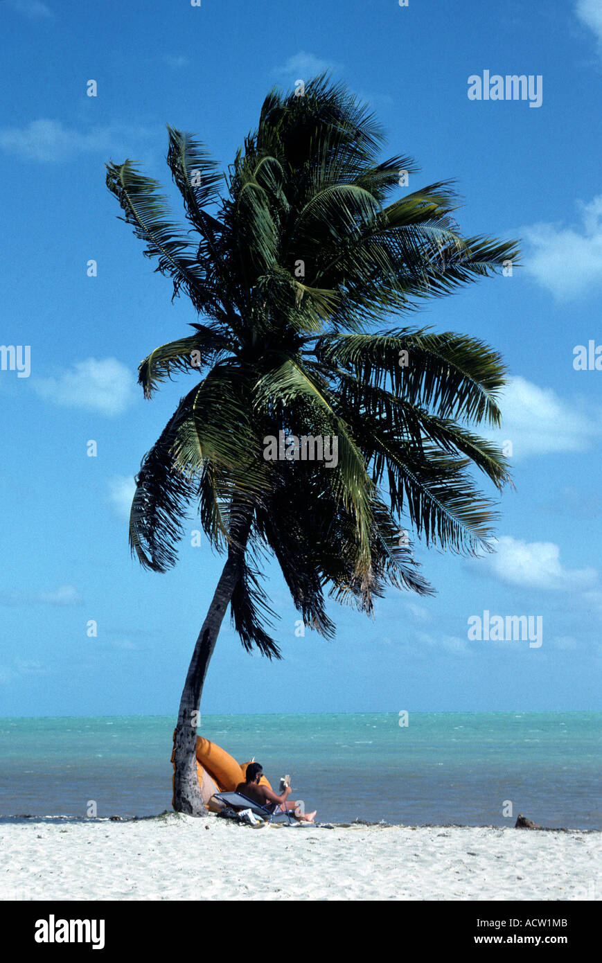 En vertu Relexing palm tree Banque D'Images