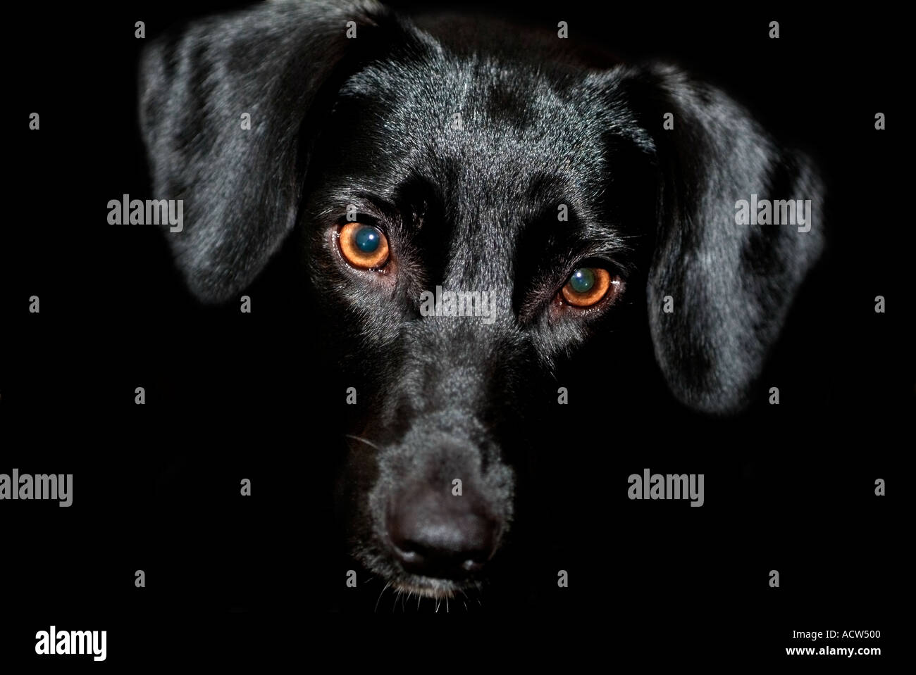 Visage d'un Labrador, chiot sur fond noir Banque D'Images