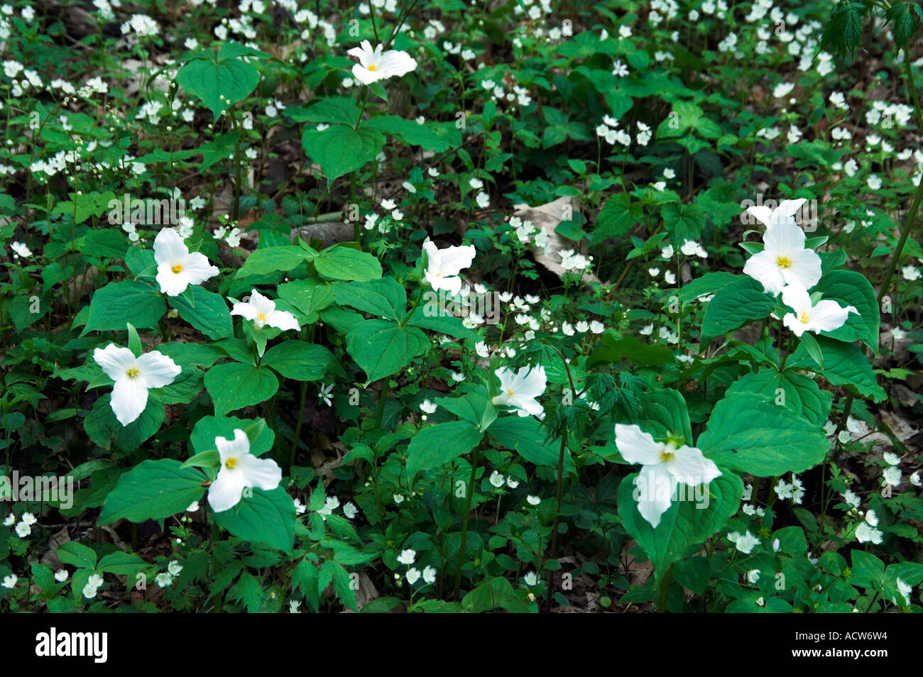 Grand Trille blanc fleurs sauvages sur le sol de la forêt dans le Great Smoky Mountain National Park North Carolina USA Banque D'Images