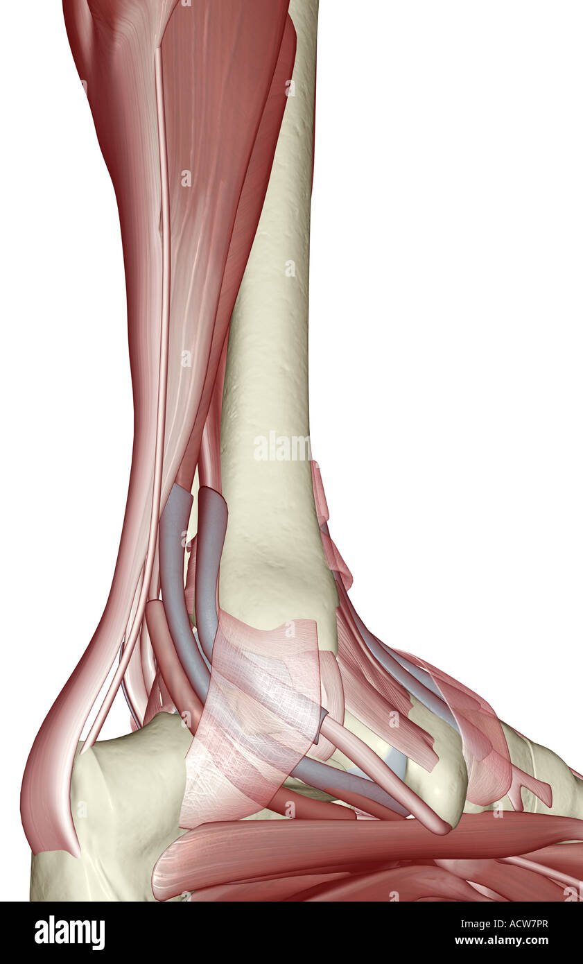 Muscles de la jambe inférieure Banque D'Images