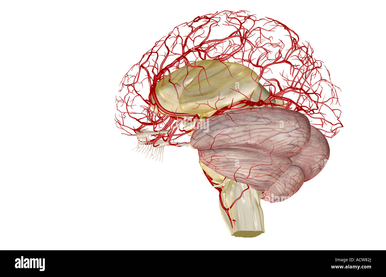 Les artères du cerveau Banque D'Images