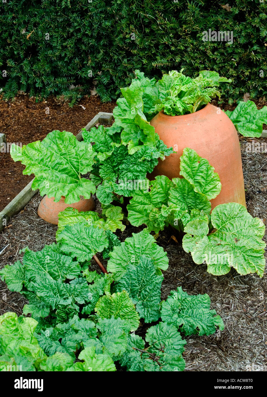 Pot de rhubarbe Banque D'Images