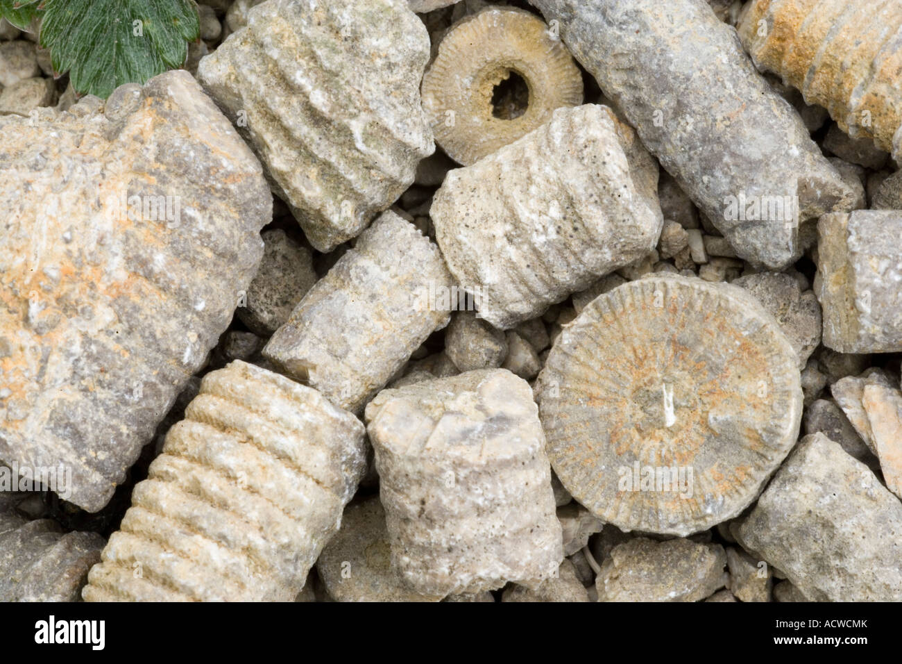 Restes fossiles de crinoïdes à Salthill réserve naturelle de carrière Lancashire Banque D'Images