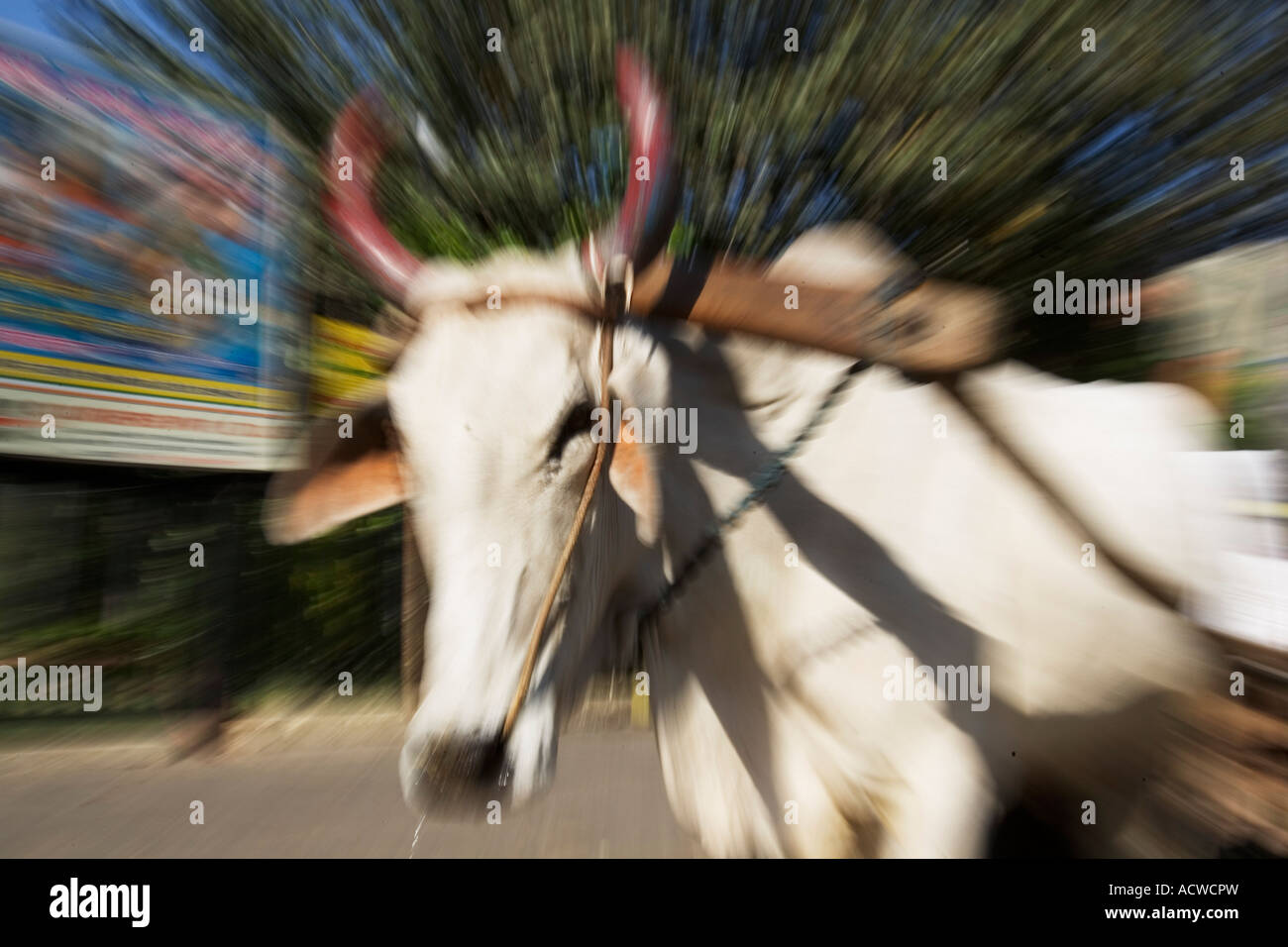 Holy Cow Delhi Inde Banque D'Images