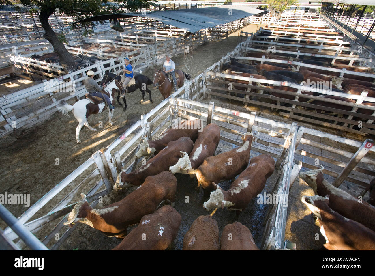 Un marché aux bestiaux à Buenos Aires, Argentine Banque D'Images