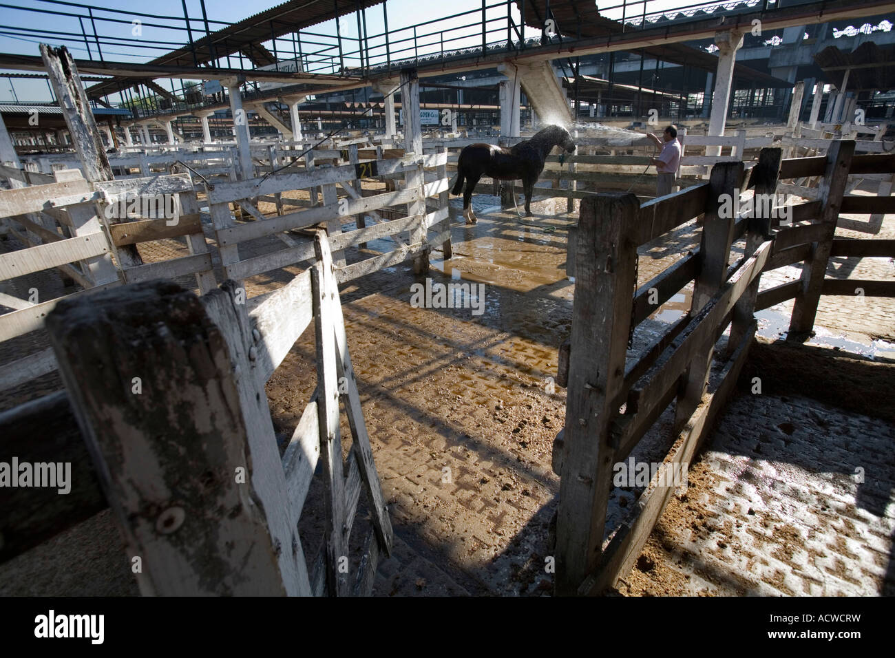 La Douche Baignoire un cheval à Buenos Aires Argentine Banque D'Images