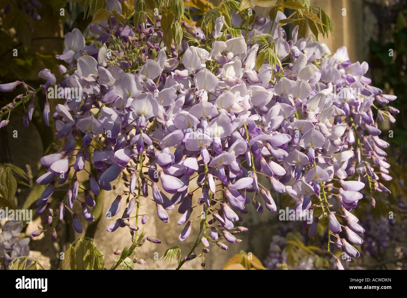 Gros plan de la violette leguminosae wisteria fleurs fleurir au printemps début de l'été Angleterre Royaume-Uni GB Grande-Bretagne Banque D'Images