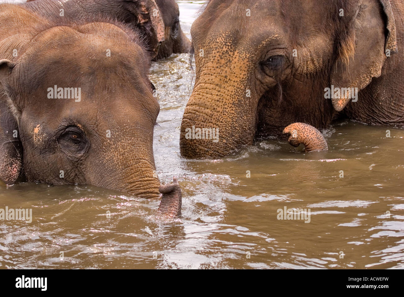 Les éléphants d'Asie natation Banque D'Images