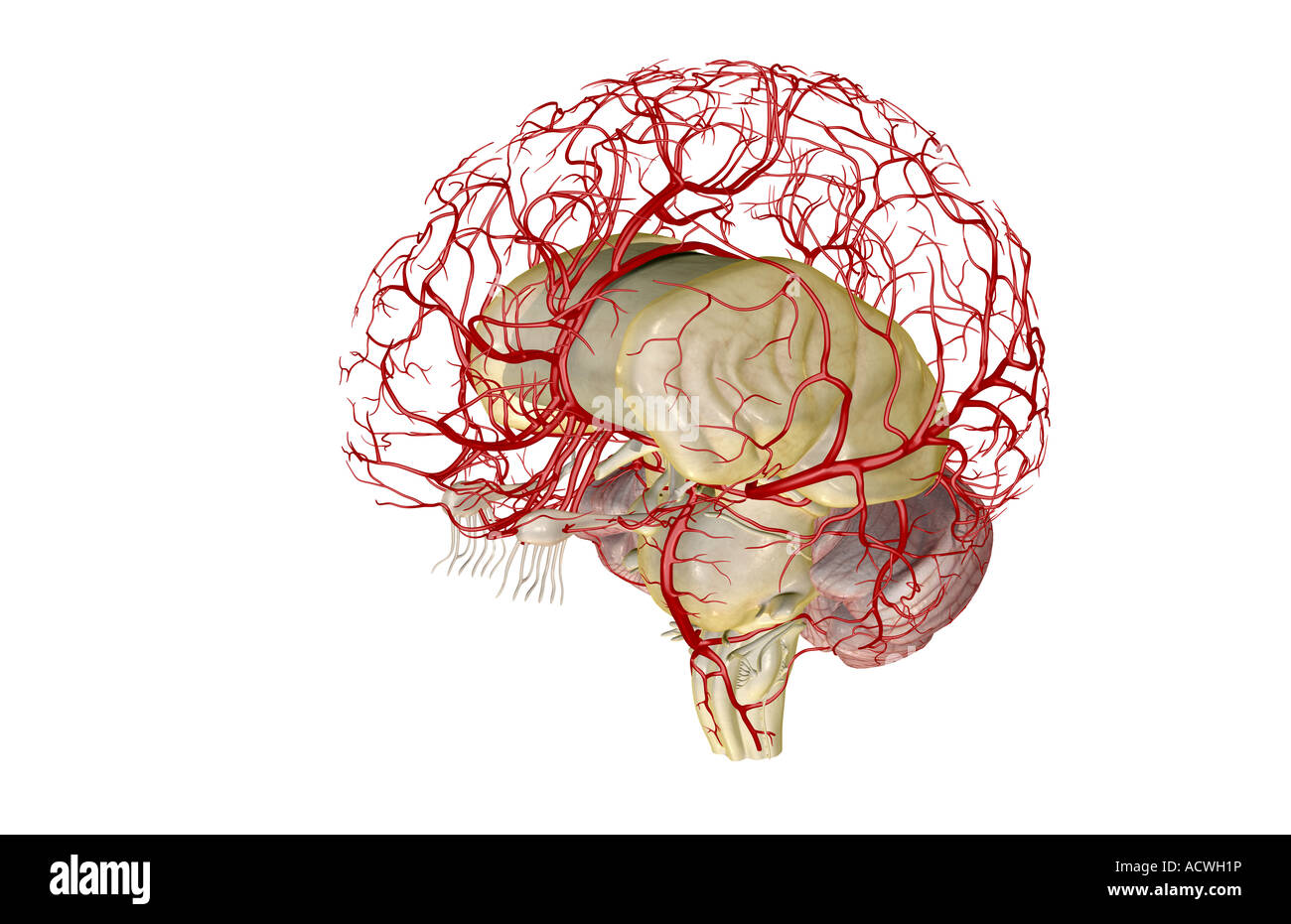 Les artères du cerveau Banque D'Images