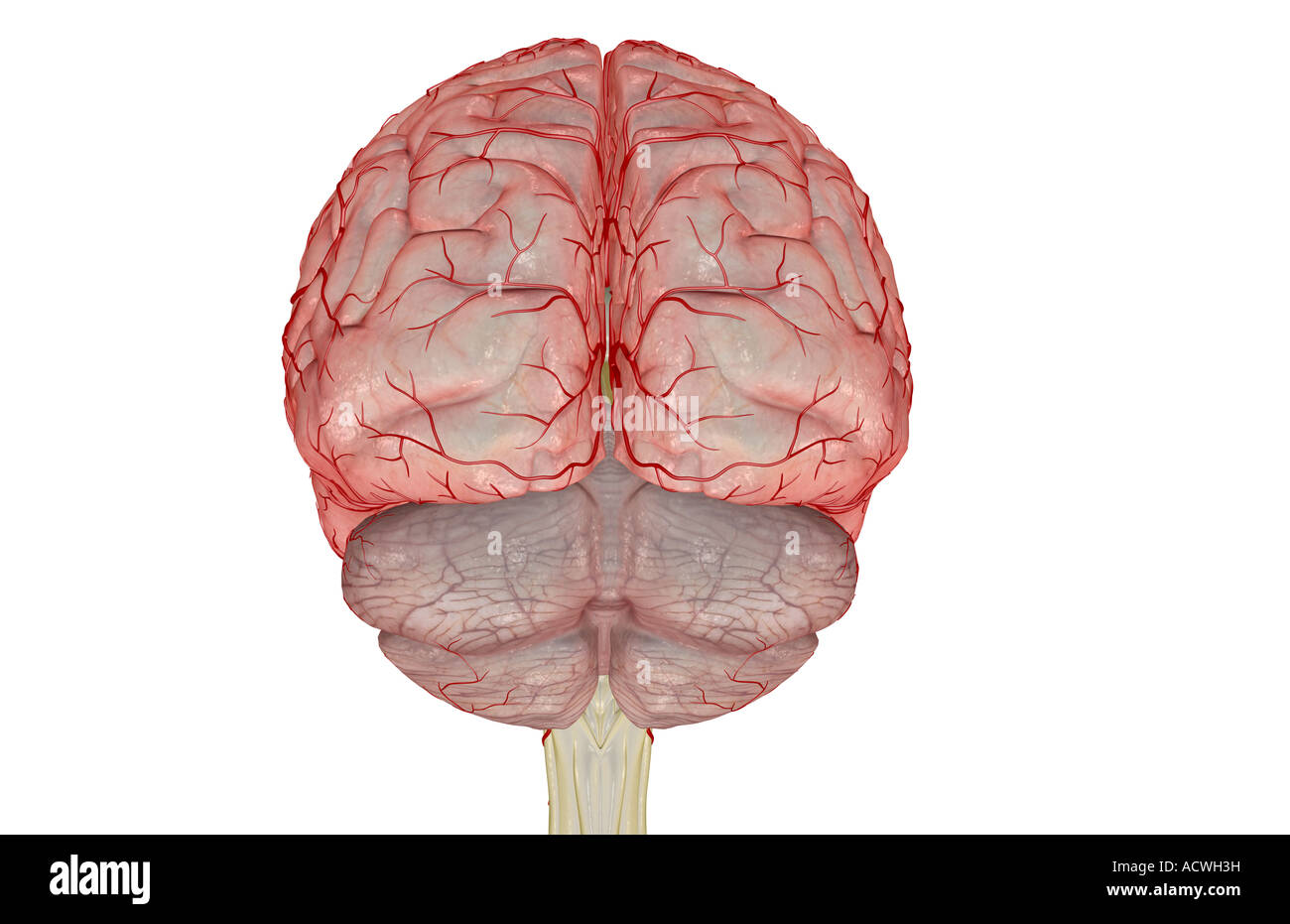 Les artères du cerveau Banque D'Images