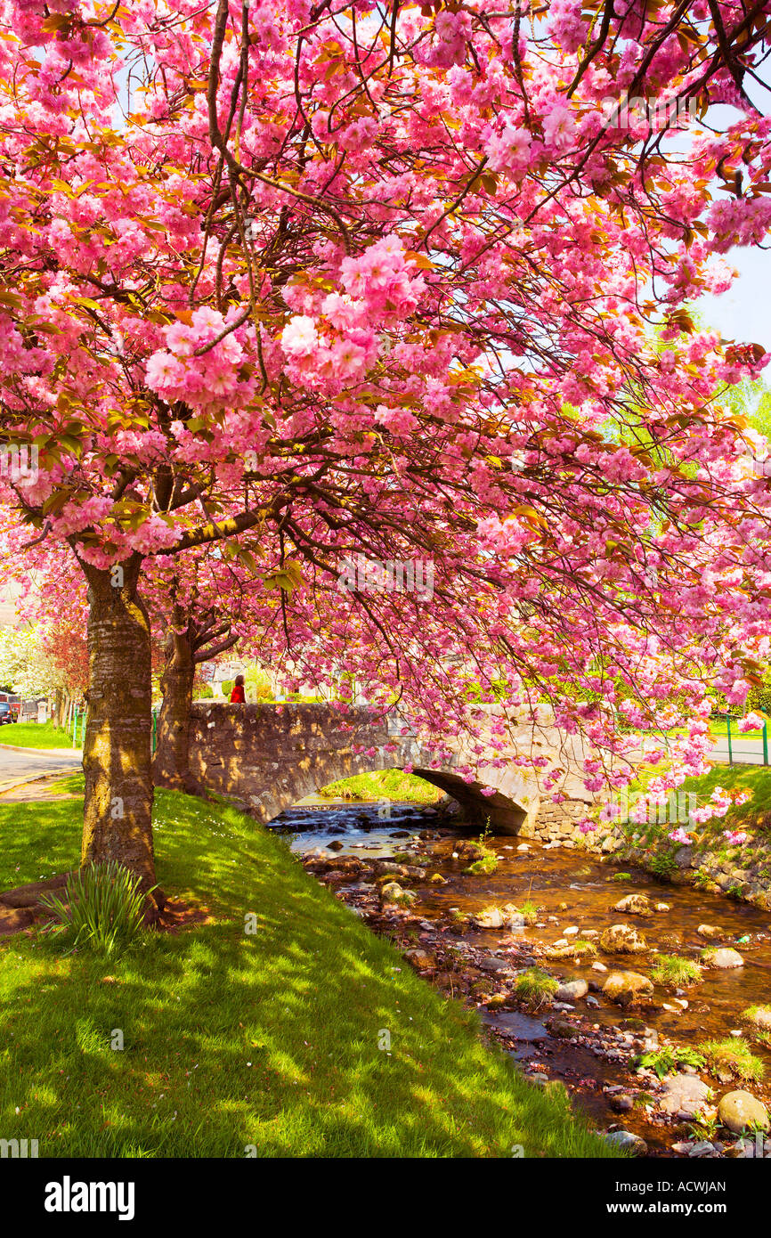 Cherry Blossom le long de la brûlure de la douleur en Dollar Banque D'Images