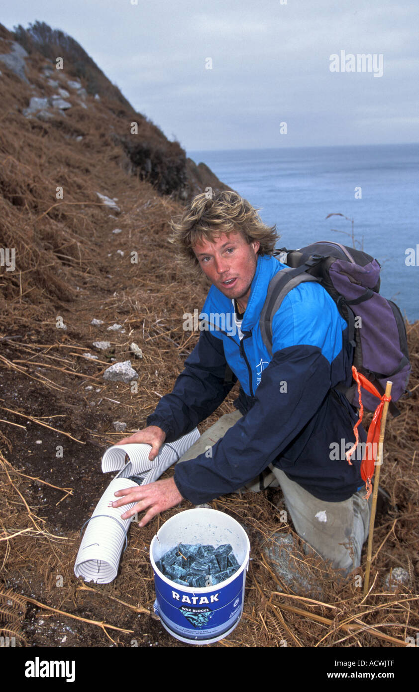 Dave Bell de la faune Direction des vérifications internationales piège à rat appâté sur Lundy Island dans le chenal de Bristol dans le cadre du programme d'habilitation de rat Banque D'Images