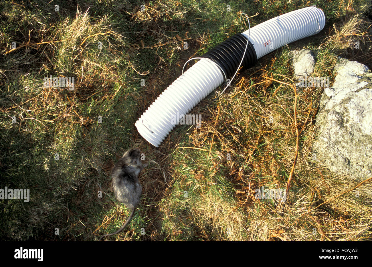 Un rat noir entre dans un piège à appât du poison sur Lundy Island dans le chenal de Bristol Banque D'Images