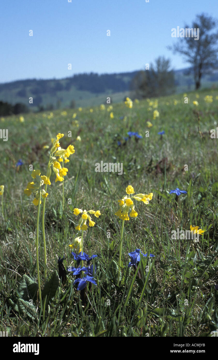 Des fleurs sur une prairie dans la région de Transylvanie Roumanie Gymes Banque D'Images