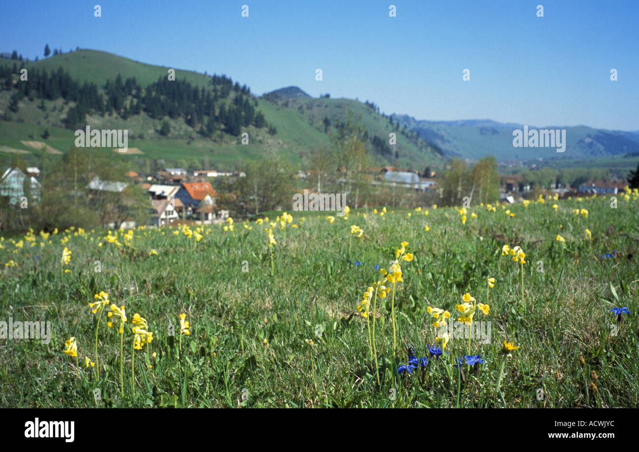 Flower meadow avec le village d'Gymesfelsolok derrière en Transylvanie, Roumanie Banque D'Images