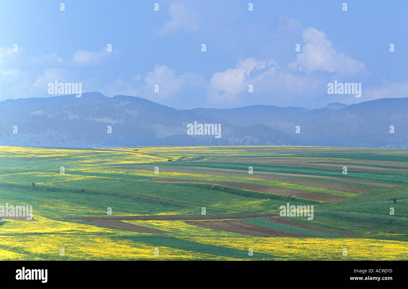 Les prairies et les terres agricoles près de Danesti Csikdanfalva la Transylvanie Roumanie Banque D'Images