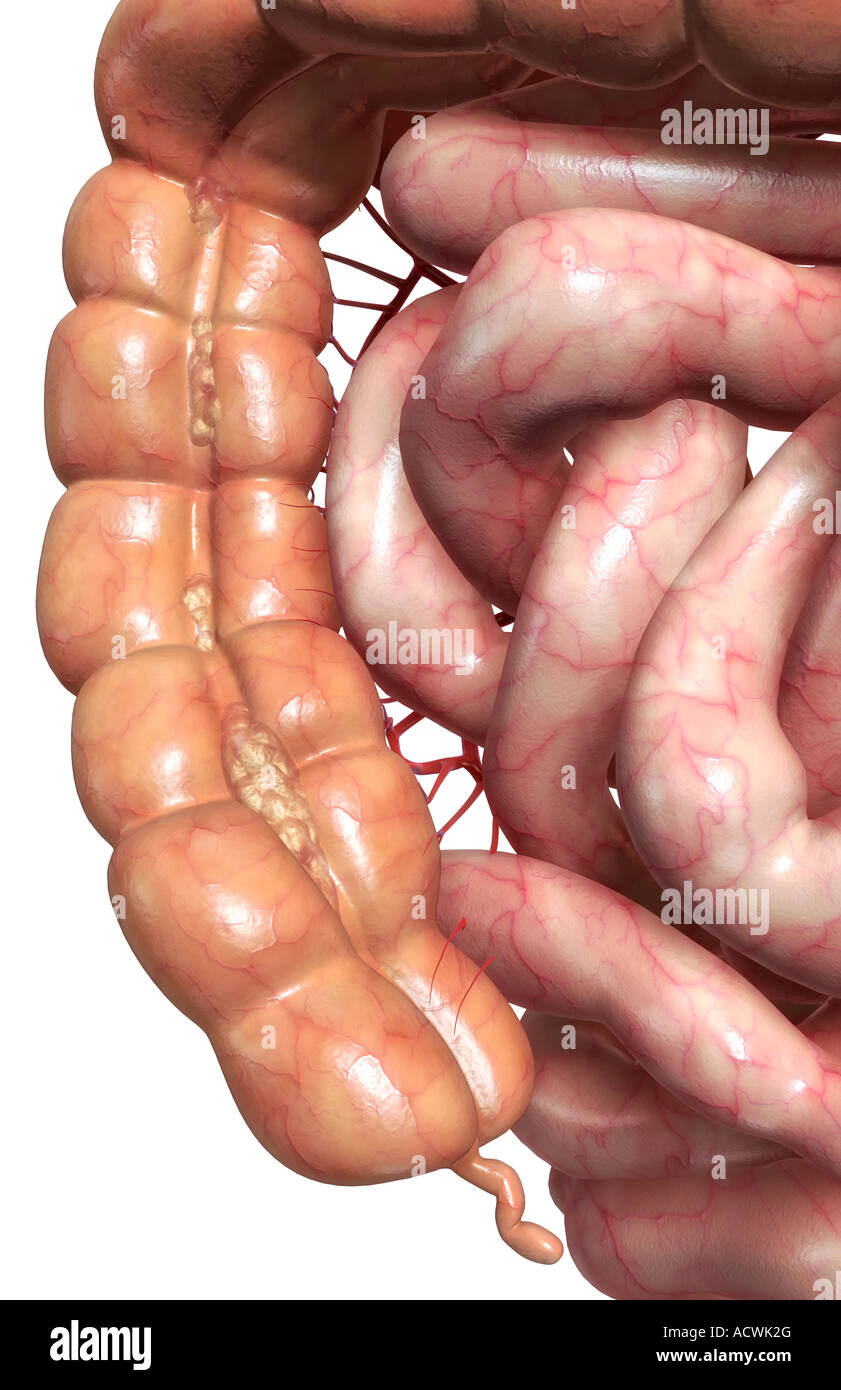 Le système digestif Banque D'Images