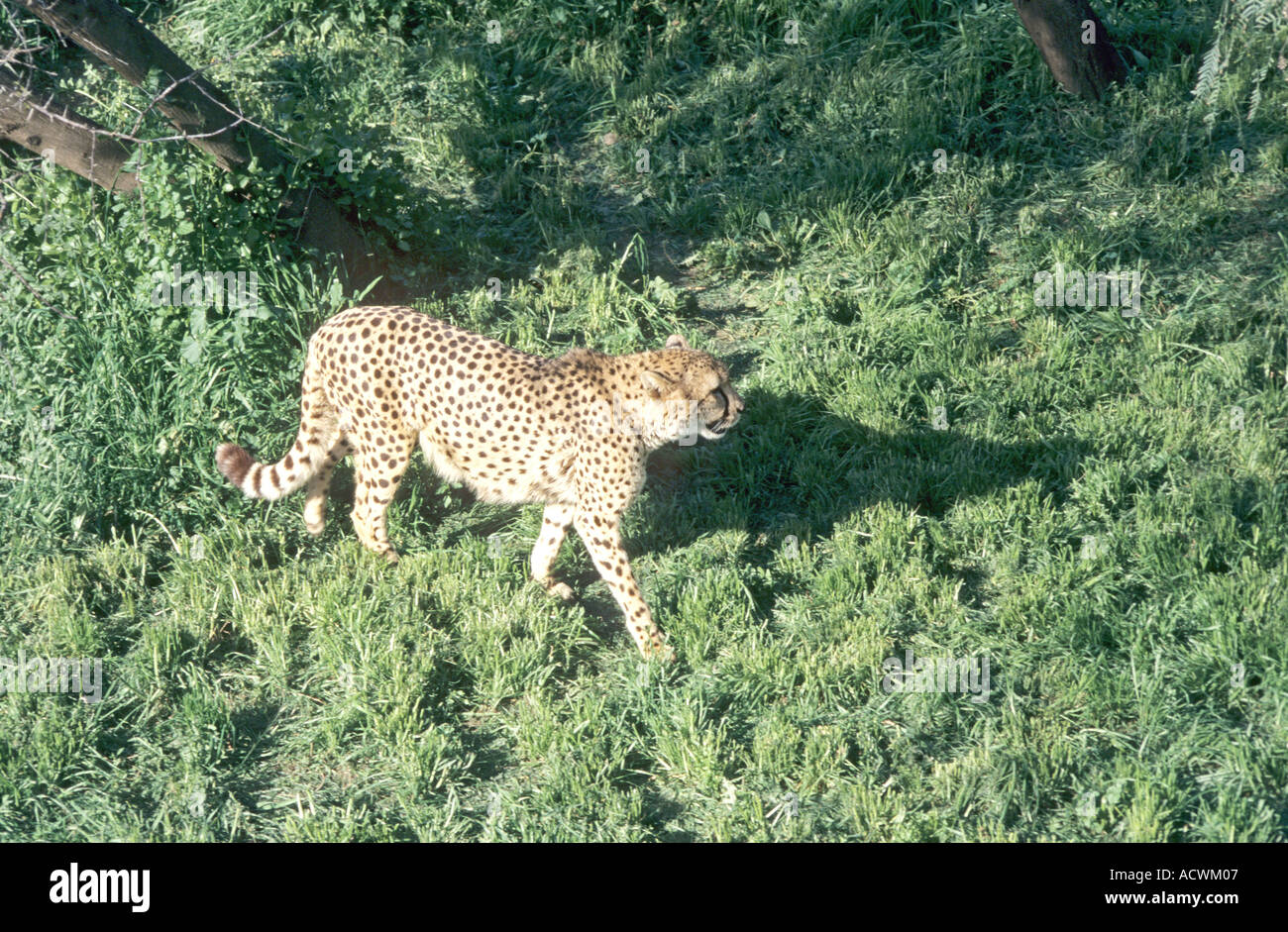 Les animaux dans le célèbre parc national de Krüger Banque D'Images