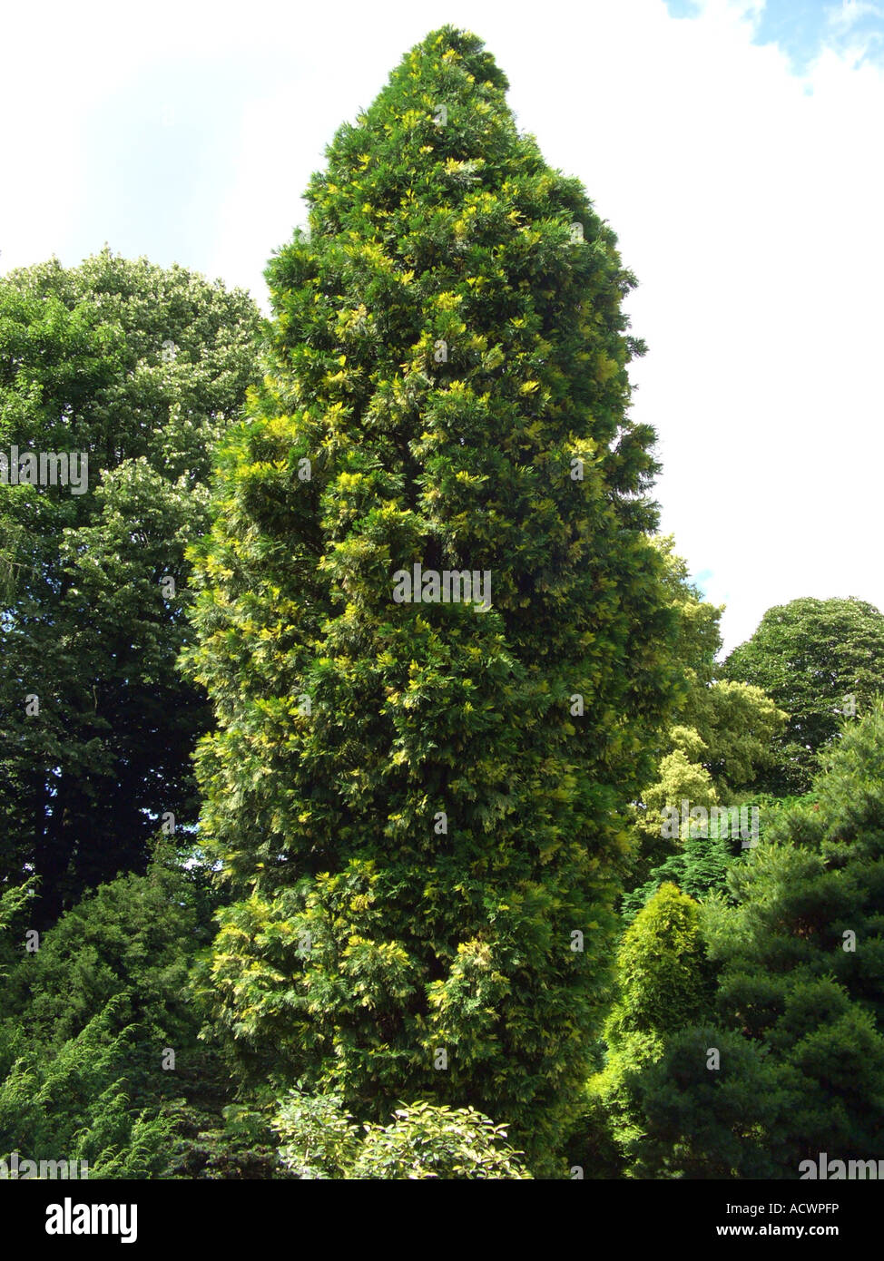 Cèdre D'Atlas à Colonne (Calocedrus) 80-100 Cm - Plante De Jardin Conifère - Pépinière