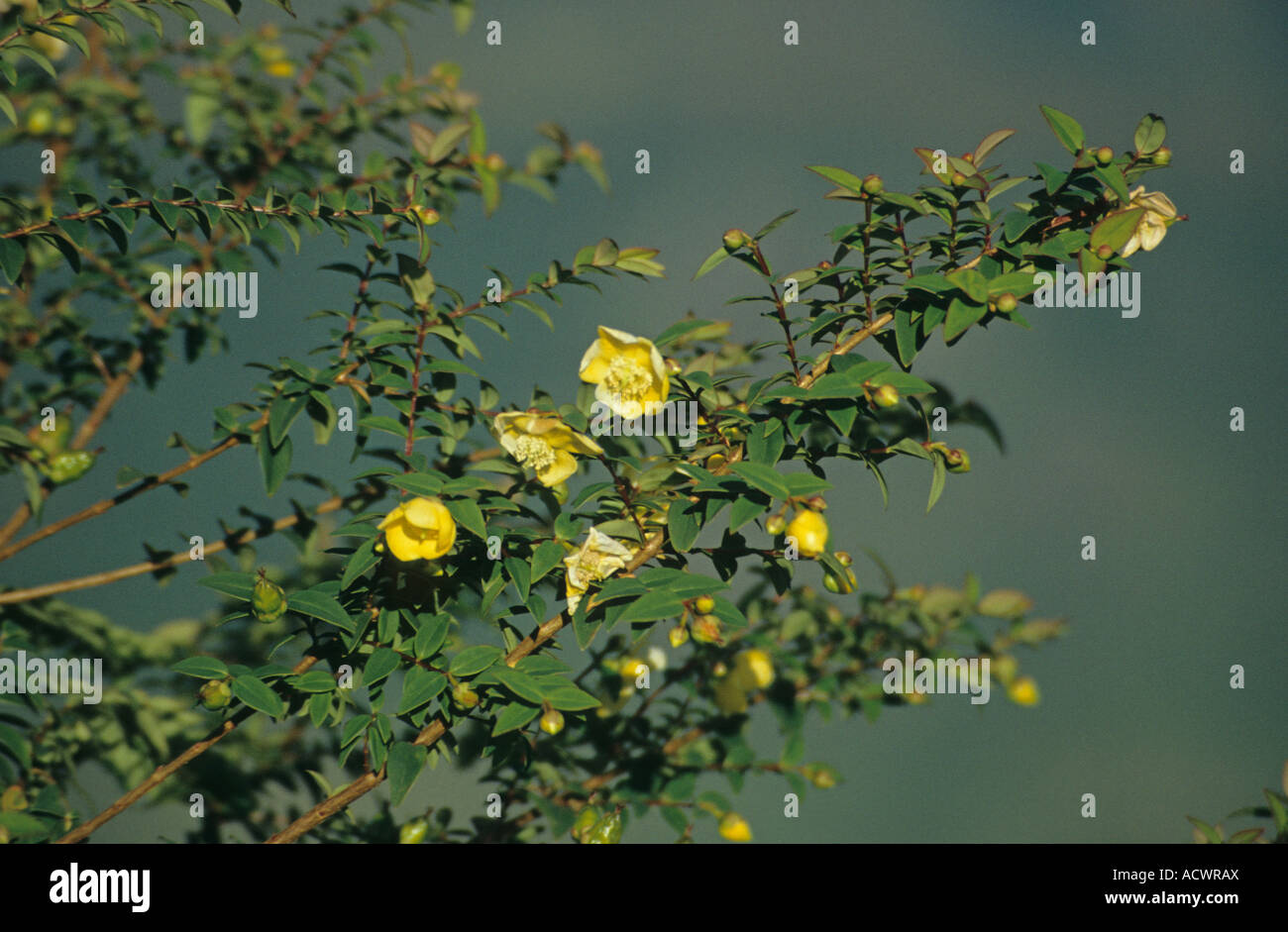 St John s Wort Hypericum uralum Kharst sur la crête calcaire au-dessus de Sapa Vietnam Banque D'Images