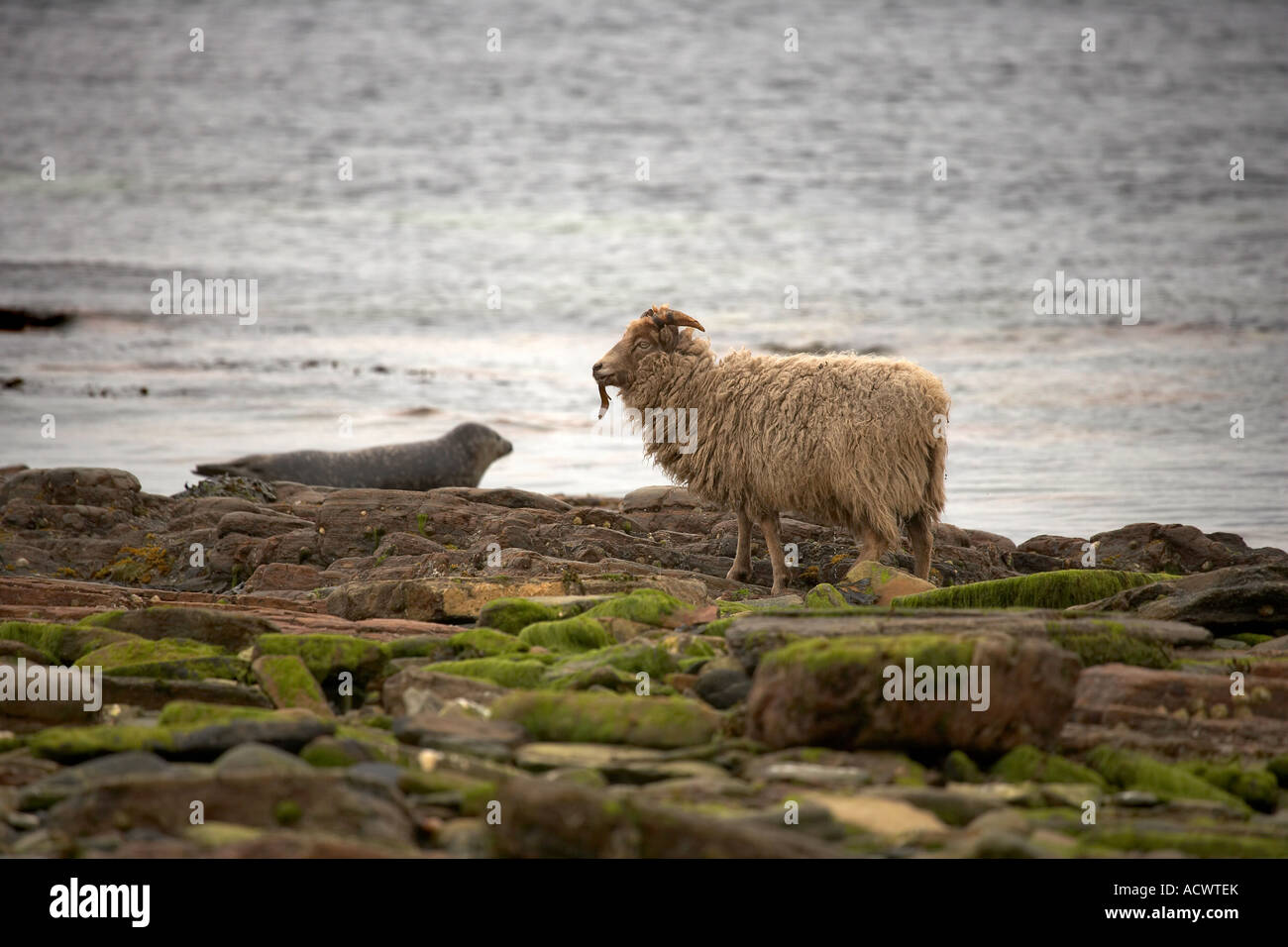 North Ronaldsay mouton manger des algues sur la plage à côté d'un sceau commun N Ronaldsay Orkney Islands Scotland UK Banque D'Images