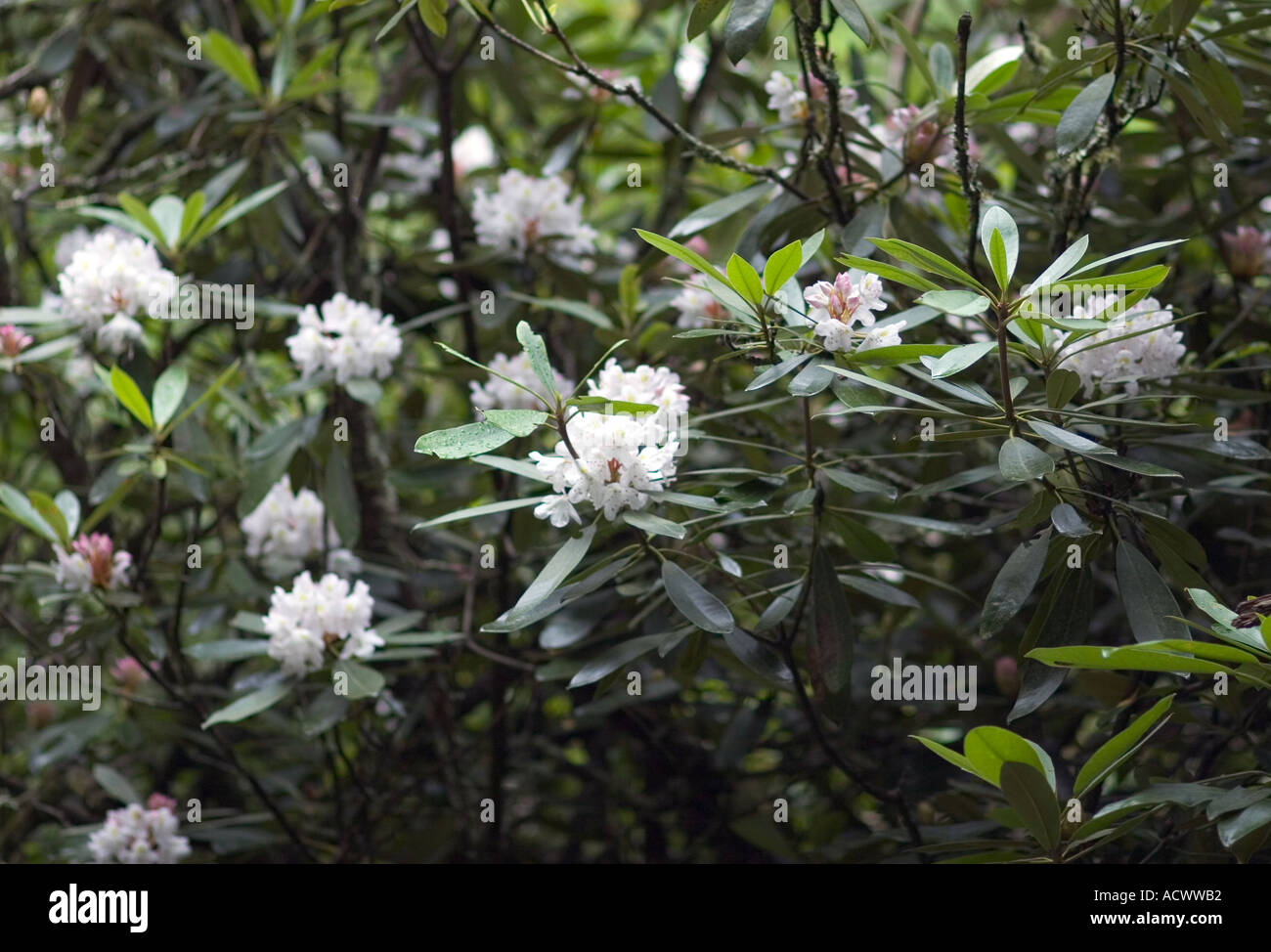 Des fleurs sur un chemin de randonnée Banque D'Images
