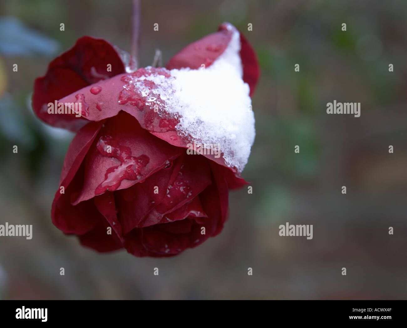 La beauté du paysage d'hiver gelé macro image d'une rose couverte de neige Banque D'Images